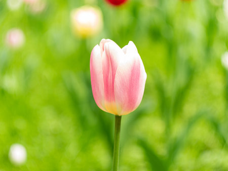 Netherlands tulips close-up selective focus blurred background. Tender flowers blossoming in garden at spring season. Blooming flowerbeds wallpaper modern toning. Springtime floral holiday screensaverの写真素材