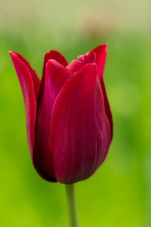 Netherlands tulips close-up selective focus blurred background. Tender flowers blossoming in garden at spring season. Blooming flowerbeds wallpaper modern toning. Springtime floral holiday screensaverの写真素材