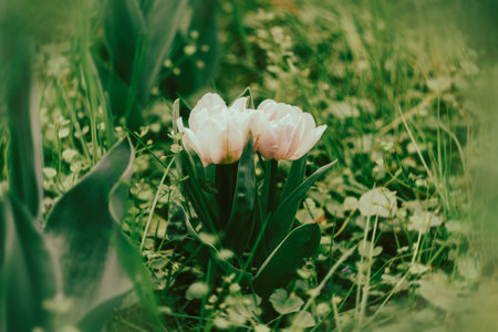 Netherlands tulips close-up selective focus blurred background. White flowers blossoming in garden at spring season. Blooming flowerbeds wallpaper modern dark and moody toning. Springtime screensaverの写真素材