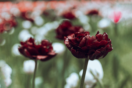 Netherlands tulips close-up selective focus blurred background. Tender flowers blossoming in garden at spring season. Blooming flowerbeds wallpaper modern dark and moody toning. Springtime screensaverの写真素材