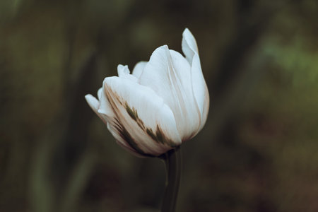 Netherlands tulips close-up selective focus blurred background. White flowers blossoming in garden at spring season. Blooming flowerbeds wallpaper modern dark and moody toning. Springtime screensaverの写真素材