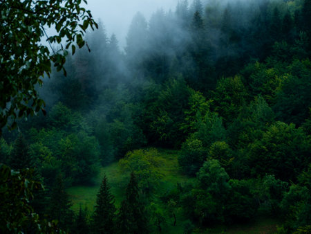 Misty Carpathian Mountains with fog landscape. Foggy morning green fir trees forest on a rainy day. Calm tranquil Carpathians summit wood wallpaper Scenic travel photo Ukraine, Europe. Local tourism.の写真素材