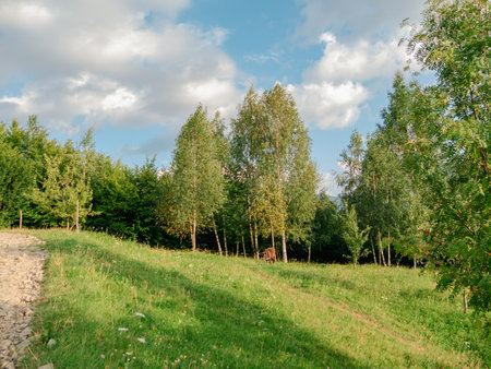 Village in Zakarpattya region cow pasture domestic animals authentic wooden houses Carpathian mountains view Ukraine, Europe. Scenic landscape green spruces. Eco Local countryside tourism. Cottagecoreの写真素材
