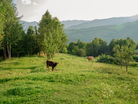 Village in Zakarpattya region cow pasture domestic animals authentic wooden houses Carpathian mountains view Ukraine, Europe. Scenic landscape green spruces. Eco Local countryside tourism. Cottagecoreの写真素材