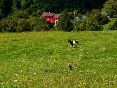 Modern red house in Carpathian mountains forest Ukraine, Europe. Scenic landscape green meadow cattle pasture land spruce tree Eco Local countryside tourism hiking trail Cottagecore Zakarpattya travelの写真素材