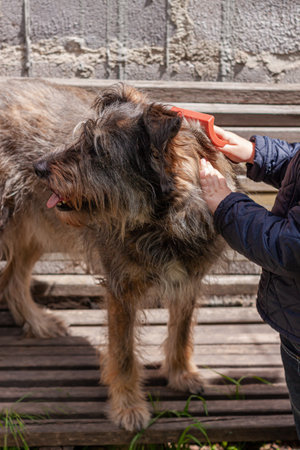 Little girl combing the dog outside Long shedding dog's coat on comb for pets in hand Excess seasonal canine hair loss care Love animals. Mixed-breed puppies adoption concept. Homeless mongrel shelterの写真素材