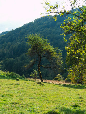 Green tree Transcarpathia region scenic Carpathian mountains view Ukraine, Europe. Autumn countryside landscape Colorful fall trees sunny day. Eco Local tourism hiking Recreational activities Vacationの写真素材