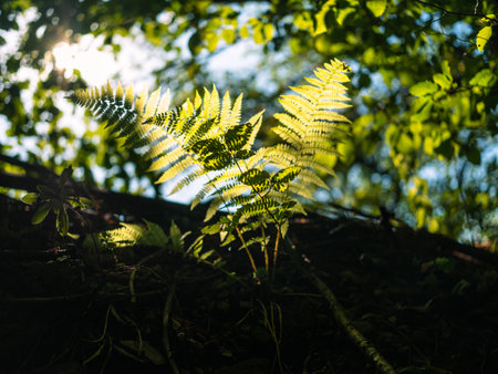 Green fern growing in dark summer jungles with colorful sunbeams breaking through leaves. Textured emerald color plant botany. Dramatic view of polypodiales in sunlight growing in woods in wild natureの写真素材