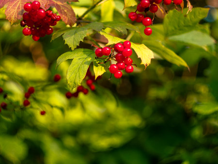 Viburnum opulus Guelder rose plant. Healthy red fruits growing in Carpathian Mountains forest, Ukraine, Europe. Immune system boosting Treatment against as cough, colds, tuberculosis, rheumatic aches.の写真素材