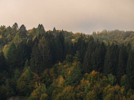 Misty fall Carpathian Mountains fog landscape. Village in Transcarpathia region Foggy spruce pine trees forest scenic view Ukraine, Europe. Autumn countryside Eco Local tourism Recreational activitiesの写真素材