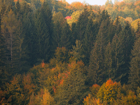 Misty fall Carpathian Mountains fog landscape. Village in Transcarpathia region Foggy spruce pine trees forest scenic view Ukraine, Europe. Autumn countryside Eco Local tourism Recreational activitiesの写真素材