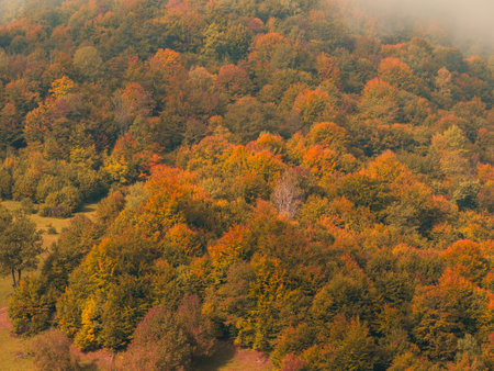 Misty fall Carpathian Mountains fog landscape. Village in Transcarpathia region Foggy spruce pine trees forest scenic view Ukraine, Europe. Autumn countryside Eco Local tourism Recreational activitiesの写真素材