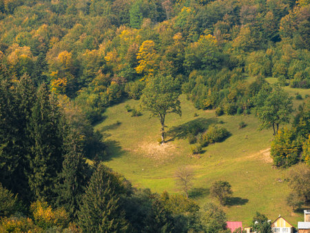 Misty fall Carpathian Mountains fog landscape. Village in Transcarpathia region Foggy spruce pine trees forest scenic view Ukraine, Europe. Autumn countryside Eco Local tourism Recreational activitiesの写真素材