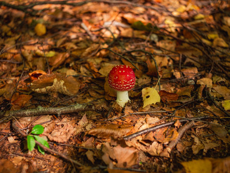 Amanita muscari psychoactive toadstool Fly agaric red-headed hallucinogenic toxic mushroom with white dots in autumn forest. Mushroomcore viral trend. Mushroom-picking season poisonous dangerous toxinの写真素材