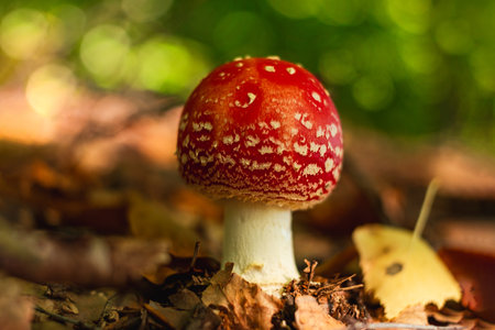Amanita muscari psychoactive toadstool Fly agaric red-headed hallucinogenic toxic mushroom with white dots in autumn forest. Mushroomcore viral trend. Mushroom-picking season poisonous dangerous toxinの写真素材