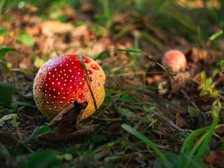 Amanita muscari psychoactive toadstool Fly agaric red-headed hallucinogenic toxic mushroom with white dots in autumn forest. Mushroomcore viral trend. Mushroom-picking season poisonous dangerous toxinの写真素材