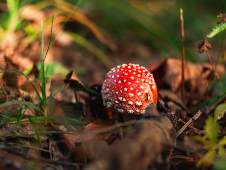 Amanita muscari psychoactive toadstool Fly agaric red-headed hallucinogenic toxic mushroom with white dots in autumn forest. Mushroomcore viral trend. Mushroom-picking season poisonous dangerous toxinの写真素材