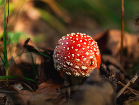 Amanita muscari psychoactive toadstool Fly agaric red-headed hallucinogenic toxic mushroom with white dots in autumn forest. Mushroomcore viral trend. Mushroom-picking season poisonous dangerous toxinの写真素材