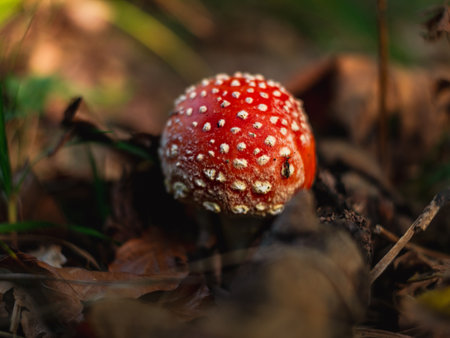 Amanita muscari psychoactive toadstool Fly agaric red-headed hallucinogenic toxic mushroom with white dots in autumn forest. Mushroomcore viral trend. Mushroom-picking season poisonous dangerous toxinの写真素材