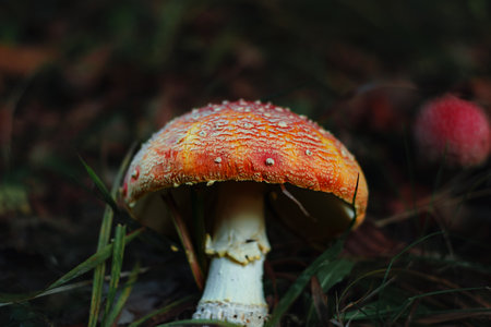 Amanita muscari psychoactive toadstool Fly agaric red-headed hallucinogenic toxic mushroom with white dots in autumn forest. Mushroomcore viral trend. Mushroom-picking season poisonous dangerous toxinの写真素材