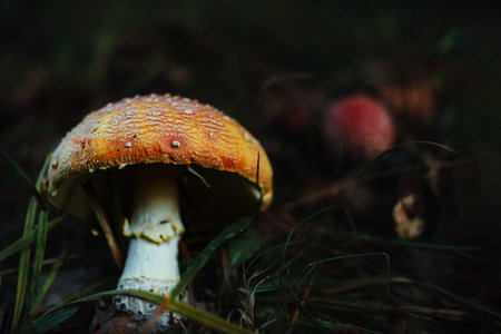Amanita muscari psychoactive toadstool Fly agaric red-headed hallucinogenic toxic mushroom with white dots in autumn forest. Mushroomcore viral trend. Mushroom-picking season poisonous dangerous toxinの写真素材