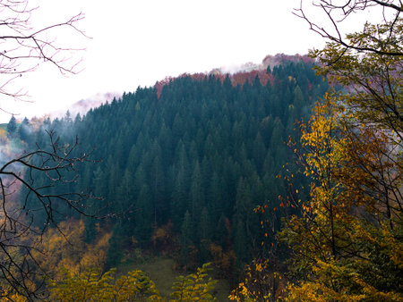 Misty fall Carpathian Mountains fog landscape. Village in Transcarpathia region Foggy spruce pine...