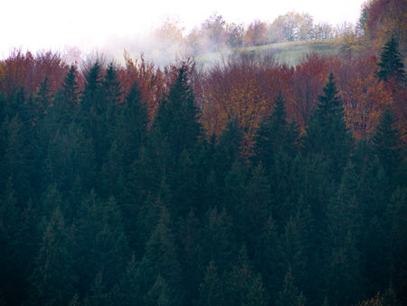 Misty fall Carpathian Mountains fog landscape. Village in Transcarpathia region Foggy spruce pine trees forest scenic view Ukraine, Europe. Autumn countryside Eco Local tourism Recreational activitiesの写真素材