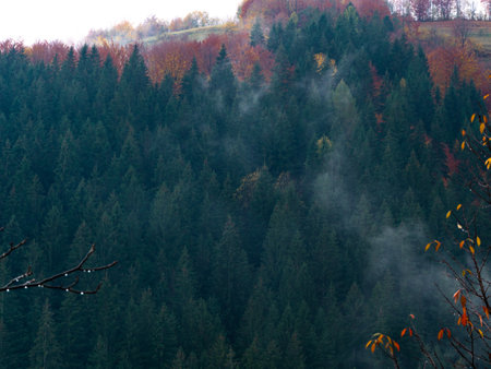 Misty fall Carpathian Mountains fog landscape. Village in Transcarpathia region Foggy spruce pine trees forest scenic view Ukraine, Europe. Autumn countryside Eco Local tourism Recreational activitiesの写真素材