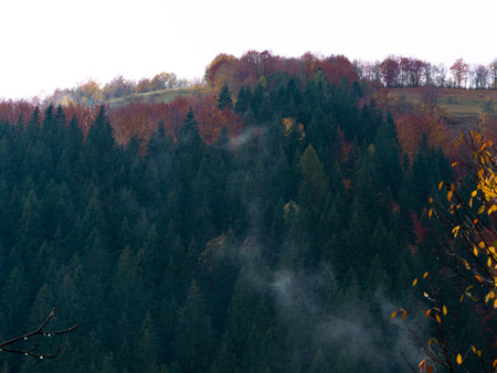 Misty fall Carpathian Mountains fog landscape. Village in Transcarpathia region Foggy spruce pine trees forest scenic view Ukraine, Europe. Autumn countryside Eco Local tourism Recreational activitiesの写真素材