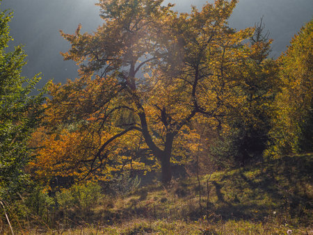 Village in Transcarpathia region scenic Carpathian mountains view Ukraine, Europe. Colorful leaves autumn trees lush foliage countryside landscape fall woods Local tourism hiking Recreational Vacationの写真素材