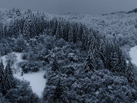 Misty winter Carpathian Mountains view fog landscape. Snowy spruce pine forest in Carpathians. Fir trees with white snowの写真素材