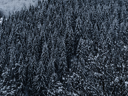 Misty winter Carpathian Mountains view fog landscape. Snowy spruce pine forest in Carpathians. Fir trees with white snowの写真素材