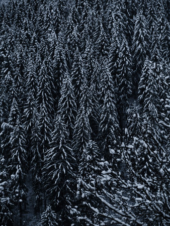 Misty winter Carpathian Mountains view fog landscape. Snowy spruce pine forest in Carpathians. Fir trees with white snowの写真素材