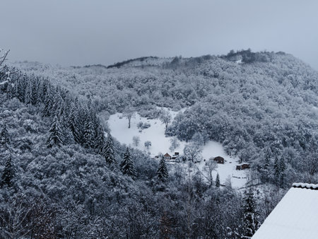 Misty winter Carpathian Mountains view fog landscape. Snowy spruce pine forest in Carpathians. Fir trees with white snowの写真素材