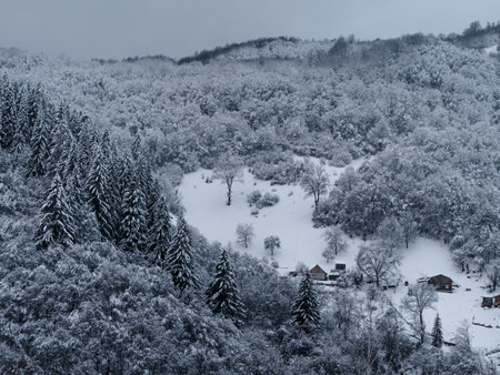 Misty winter Carpathian Mountains view fog landscape. Snowy spruce pine forest in Carpathians. Fir trees with white snowの写真素材