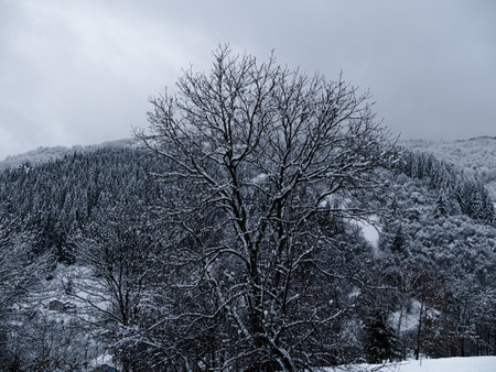 Misty winter Carpathian Mountains view fog landscape. Snowy spruce pine forest in Carpathians. Fir trees with white snowの写真素材