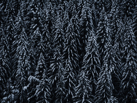 Misty winter Carpathian Mountains view fog landscape. Snowy spruce pine forest in Carpathians. Fir trees with white snowの写真素材