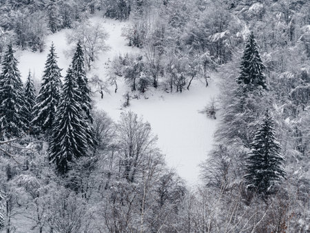Spruce forest covered with white snow Misty winter Carpathian Mountains view landscape. Snowy pine fir trees with fog in the Carpathians. Scenic wood landscape Village in Transcarpathia Ukraine Europeの写真素材