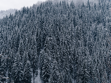 Spruce forest covered with white snow Misty winter Carpathian Mountains view landscape. Snowy pine fir trees with fog in the Carpathians. Scenic wood landscape Village in Transcarpathia Ukraine Europeの写真素材