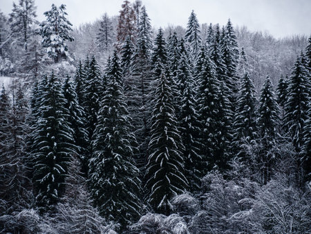 Spruce forest covered with white snow Misty winter Carpathian Mountains view landscape. Snowy pine fir trees with fog in the Carpathians. Scenic wood landscape Village in Transcarpathia Ukraine Europeの写真素材