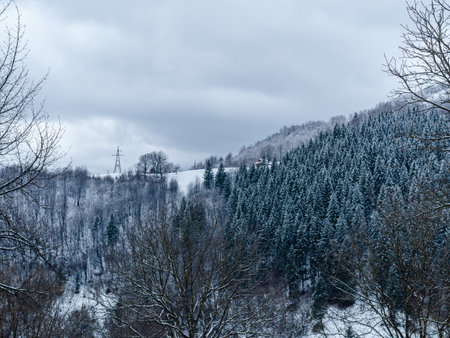 Spruce forest covered with white snow Misty winter Carpathian Mountains view landscape. Snowy pine fir trees with fog in the Carpathians. Scenic wood landscape Village in Transcarpathia Ukraine Europeの写真素材