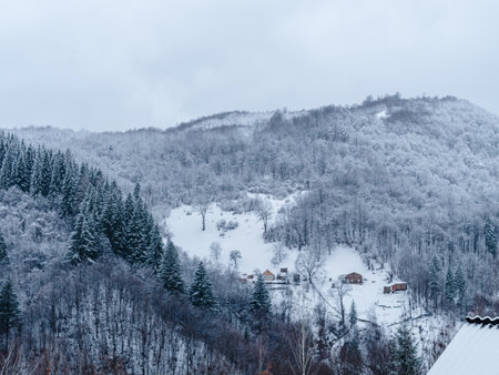 Spruce forest covered with white snow Misty winter Carpathian Mountains view landscape. Snowy pine fir trees with fog in the Carpathians. Scenic wood landscape Village in Transcarpathia Ukraine Europeの写真素材