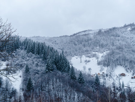 Spruce forest covered with white snow Misty winter Carpathian Mountains view landscape. Snowy pine fir trees with fog in the Carpathians. Scenic wood landscape Village in Transcarpathia Ukraine Europeの写真素材