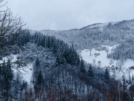 Spruce forest covered with white snow Misty winter Carpathian Mountains view landscape. Snowy pine fir trees with fog in the Carpathians. Scenic wood landscape Village in Transcarpathia Ukraine Europeの写真素材