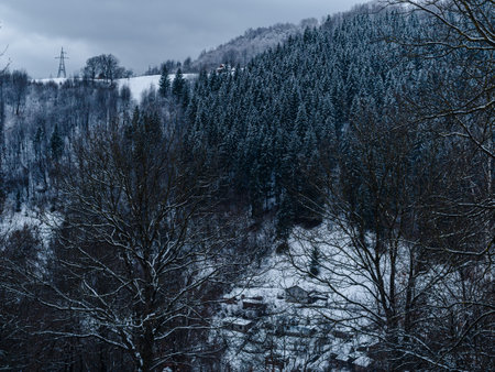 Spruce forest covered with white snow Misty winter Carpathian Mountains view landscape. Snowy pine fir trees with fog in the Carpathians. Scenic wood landscape Village in Transcarpathia Ukraine Europeの写真素材