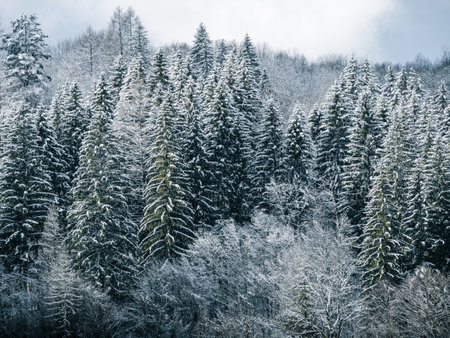 Spruce forest covered with white snow Misty winter Carpathian Mountains view landscape. Snowy pine fir trees with fog in the Carpathians. Scenic wood landscape Village in Transcarpathia Ukraine Europeの写真素材