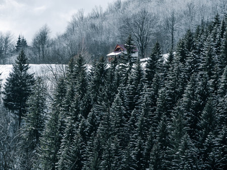 Village with wooden houses in Transcarpathia Ukraine, Europe. Spruce forest covered with white snow. Winter Carpathian Mountains view scenic landscape Snowy pine fir trees foggy day in the Carpathiansの写真素材