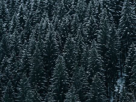Spruce forest covered with white snow Misty winter Carpathian Mountains view landscape. Snowy pine fir trees with fog in the Carpathians. Scenic wood landscape Village in Transcarpathia Ukraine Europeの写真素材