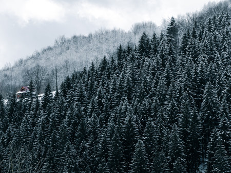 Village with wooden houses in Transcarpathia Ukraine, Europe. Spruce forest covered with white snow. Winter Carpathian Mountains view scenic landscape Snowy pine fir trees foggy day in the Carpathiansの写真素材