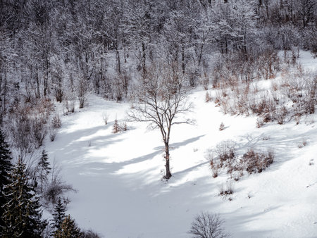 Village in Transcarpathia Ukraine, Europe. Spruce forest covered with white snow. Winter Carpathian Mountains view landscape. Snowy pine fir trees sunny day in the Carpathians. Scenic wood landscape.の写真素材